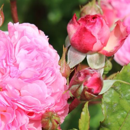 Rosa Theo Clevers™ - roz - Trandafir copac cu trunchi înalt - cu flori tip trandafiri englezești - coroană tufiș